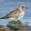 Black-bellied Plover